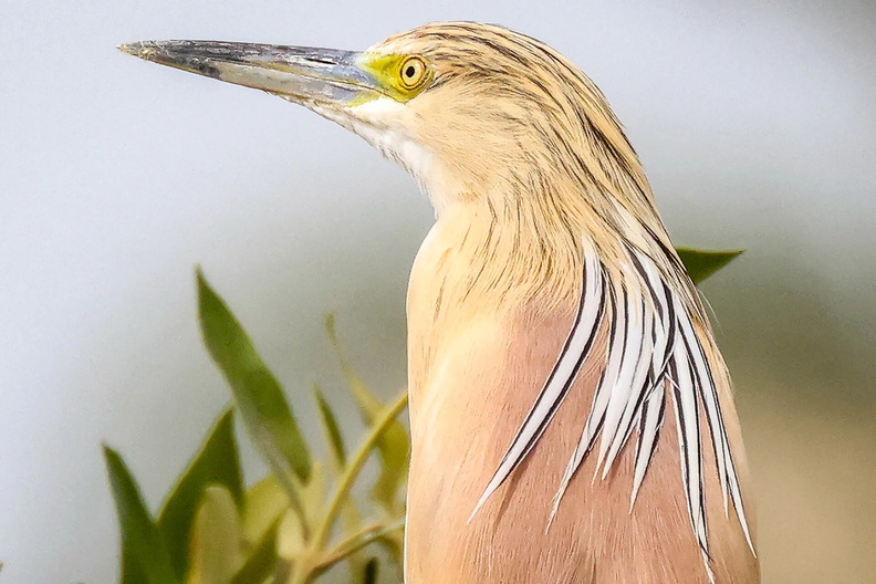 Male Squacco Heron (Ardeola ralloides), Kuwait City